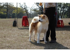 大和田丸號-第25回台灣支部展-若犬牡組一席