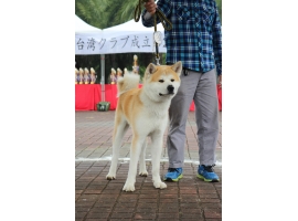 台灣支部成立第25回紀念展-壯犬牡組二席--北翔龍號